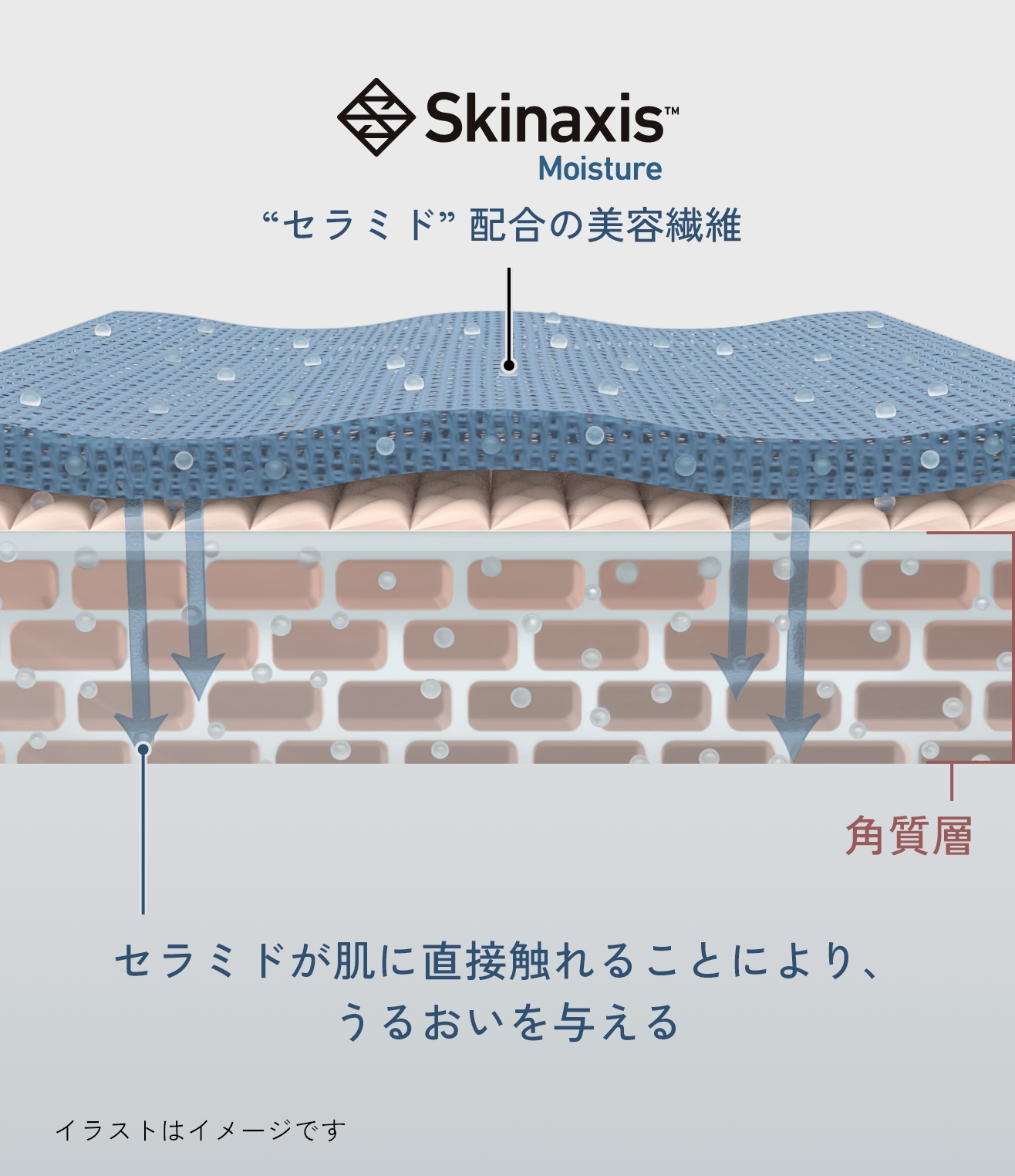 セラミドが肌に直接触れることにより、うるおいを与えるイメージ図